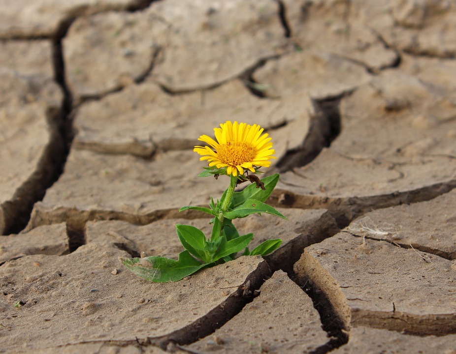 Broken Flower